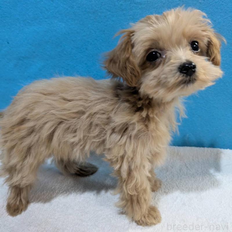 販売中の埼玉県のマルプー:マルチーズ×トイプードル-434621の2枚目