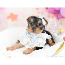 オンライン見学