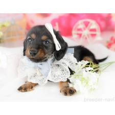 オンライン見学