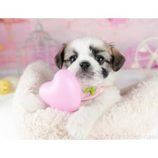 ♀︎チワズー:チワワ×シーズー