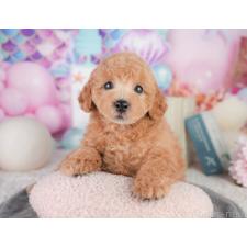 ♀︎トイプードル