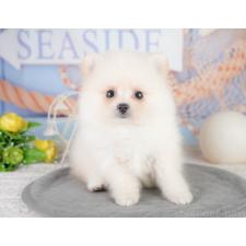 ♀︎ポメラニアン