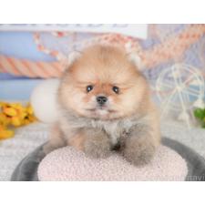 ♀︎ポメラニアン