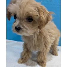 オンライン見学