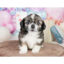 ♀︎チワズー:チワワ×シーズー