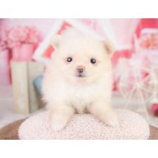 ♀︎ポメラニアン