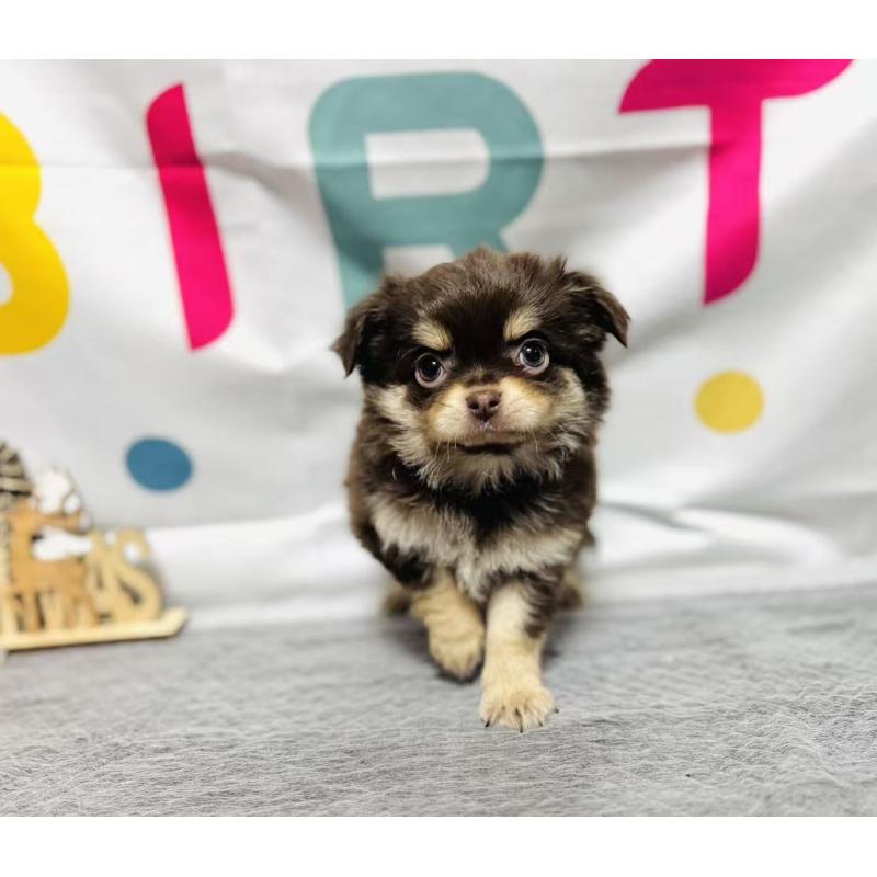 販売中の岐阜県のチワワ(ロングコート)-443931の9枚目