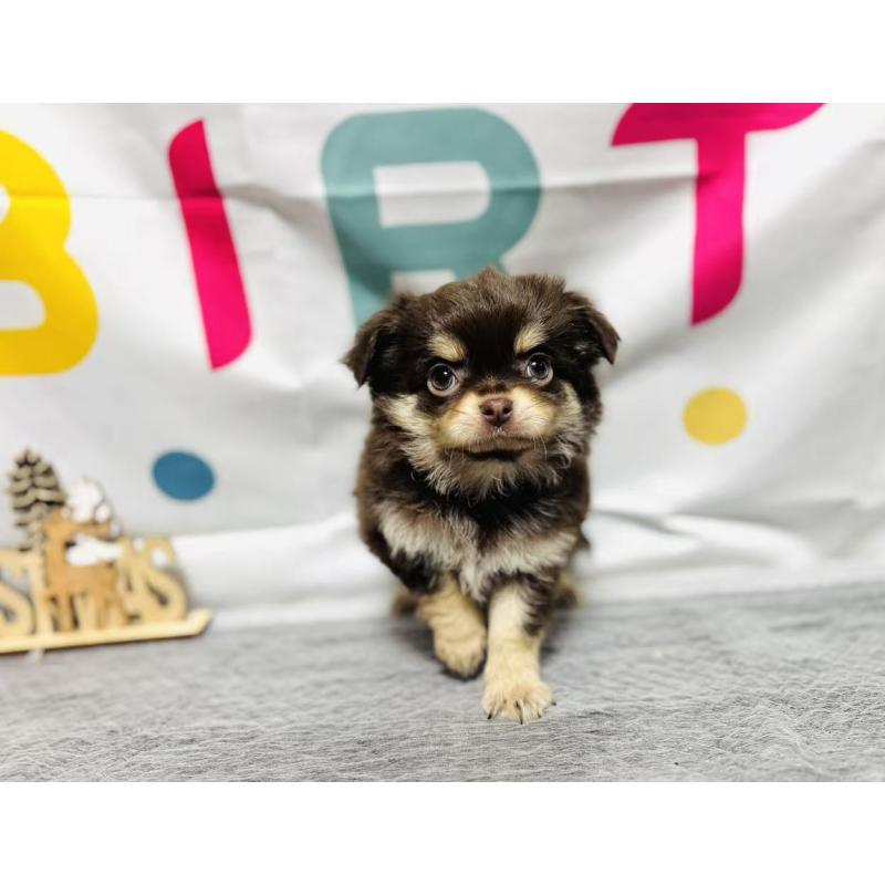 販売中の岐阜県のチワワ(ロングコート)-443931の8枚目