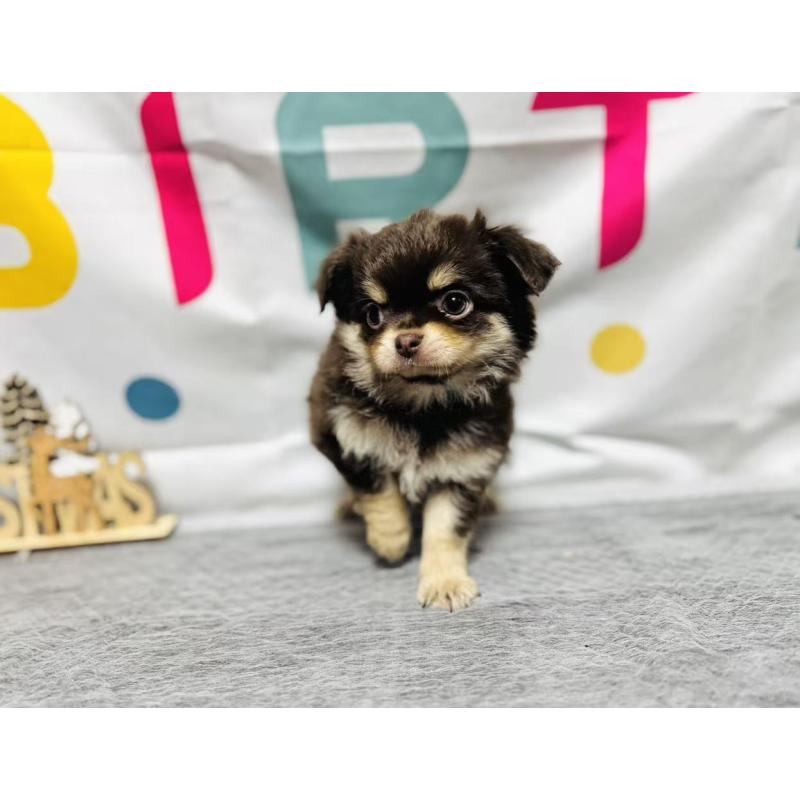 販売中の岐阜県のチワワ(ロングコート)-443931の7枚目