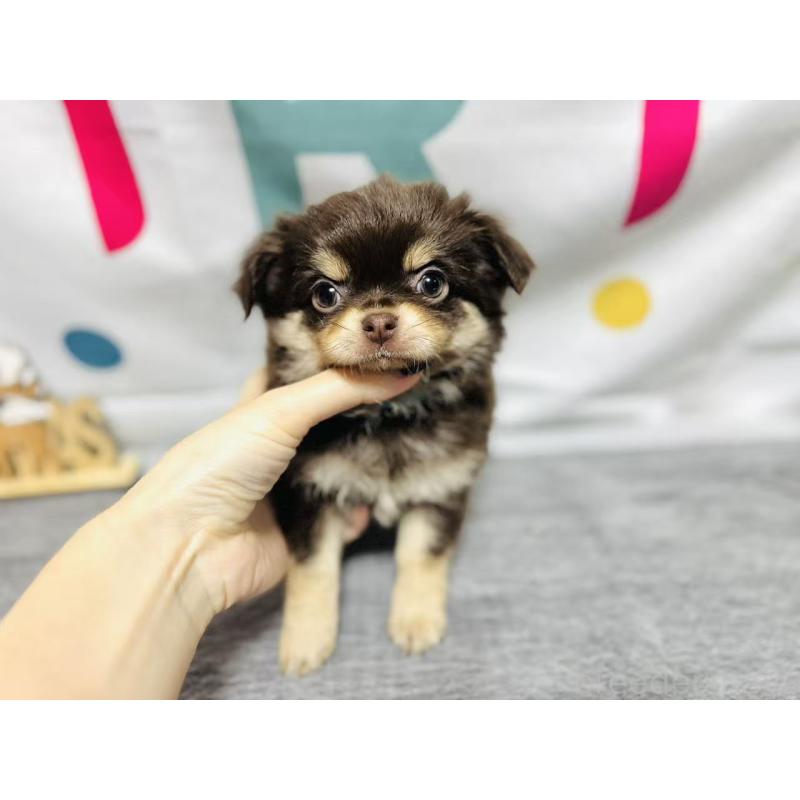 販売中の岐阜県のチワワ(ロングコート)-443931の6枚目