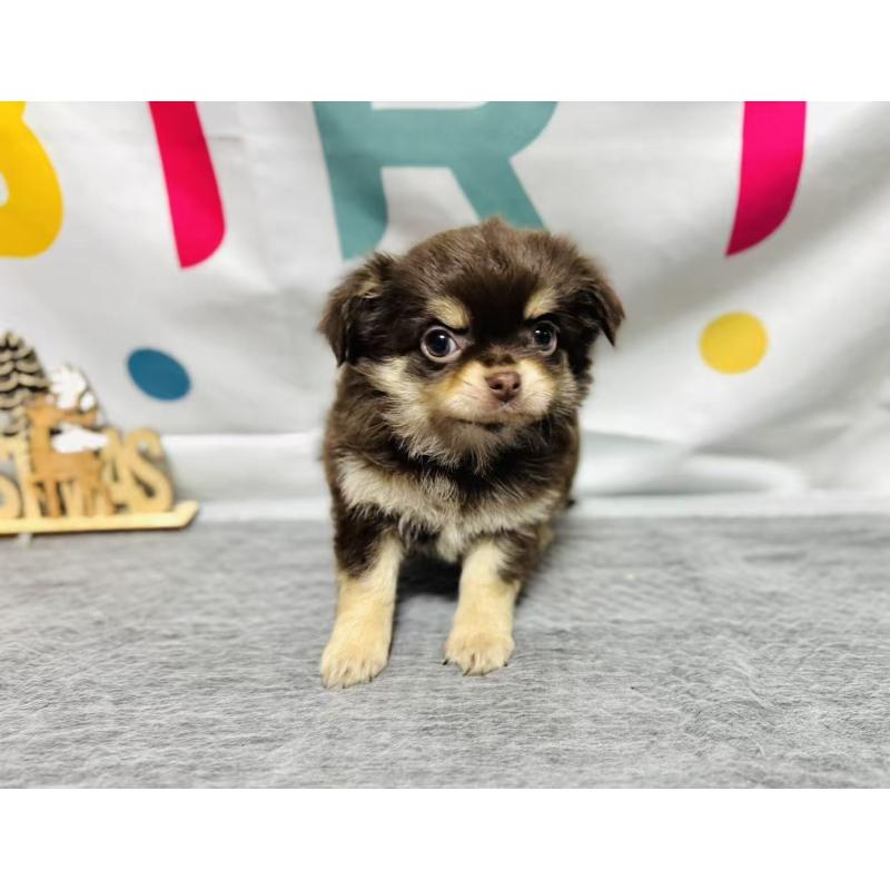 販売中の岐阜県のチワワ(ロングコート)-443931の5枚目