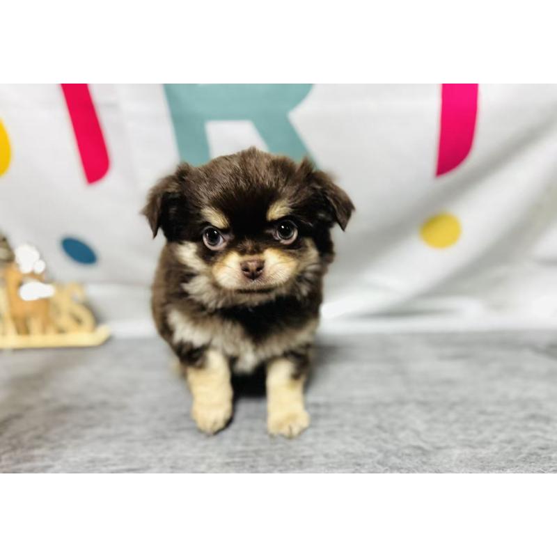 販売中の岐阜県のチワワ(ロングコート)-443931の4枚目