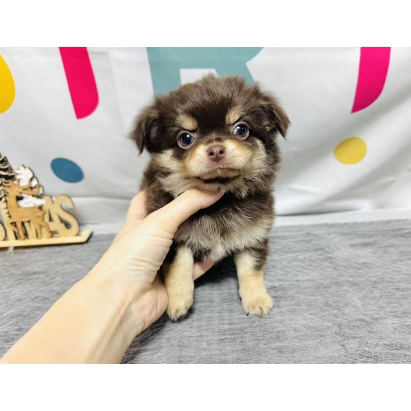 販売中の岐阜県のチワワ(ロングコート)-443931の3枚目