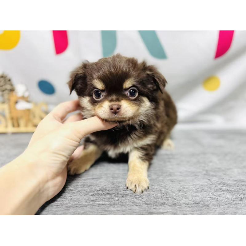 販売中の岐阜県のチワワ(ロングコート)-443931の2枚目