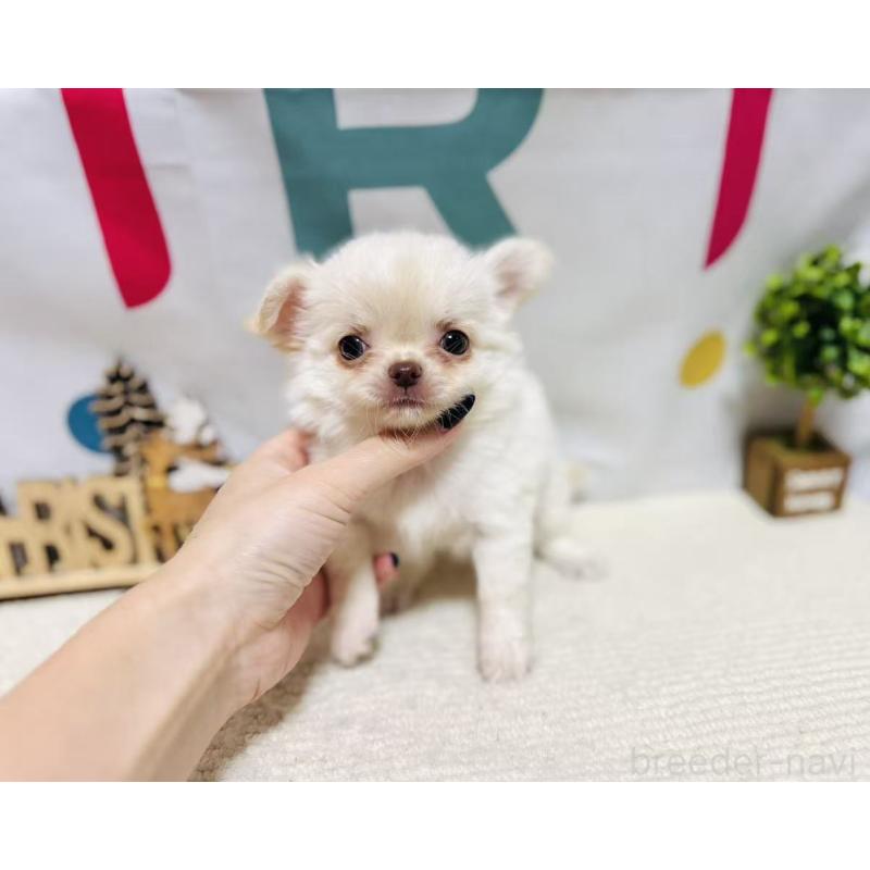 販売中の岐阜県のチワワ(ロングコート)-443935の9枚目