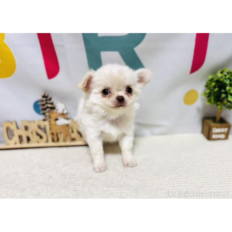 販売中の岐阜県のチワワ(ロングコート)-443935の8枚目