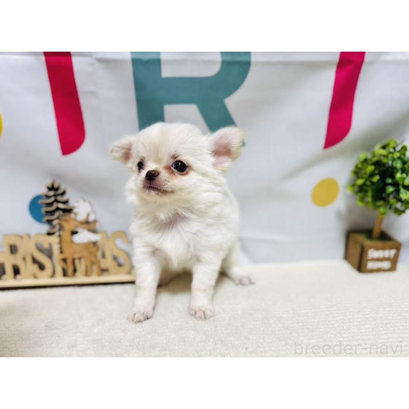 販売中の岐阜県のチワワ(ロングコート)-443935の7枚目