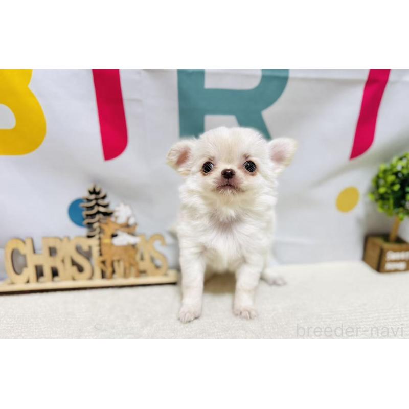 販売中の岐阜県のチワワ(ロングコート)-443935の6枚目