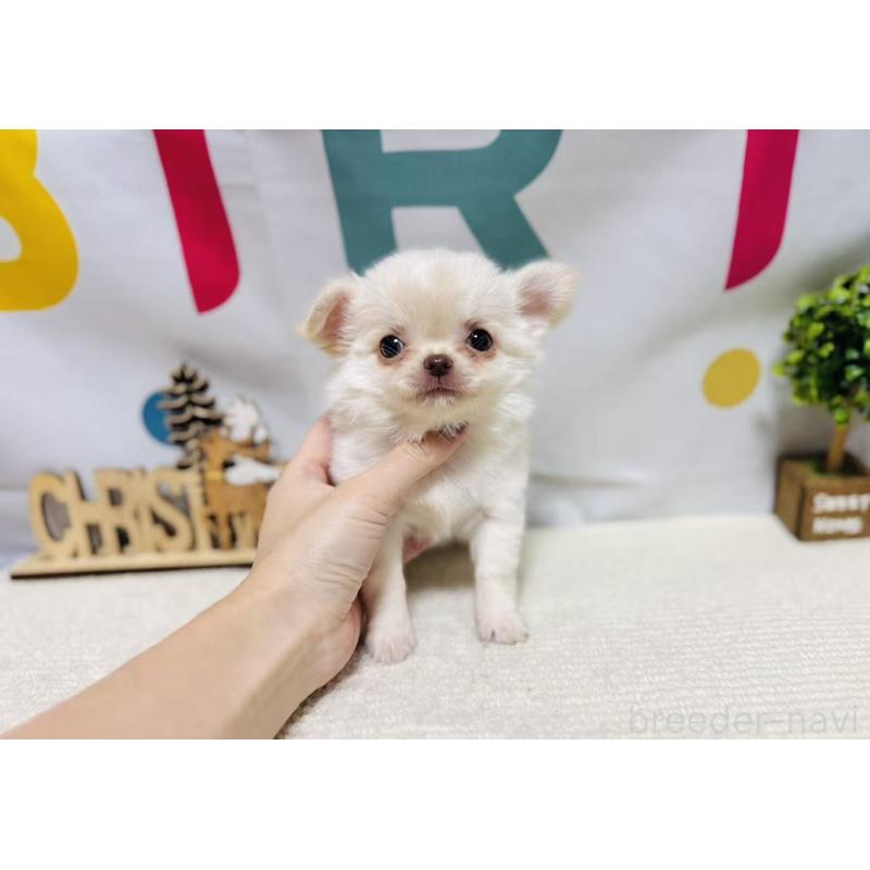 販売中の岐阜県のチワワ(ロングコート)-443935の5枚目