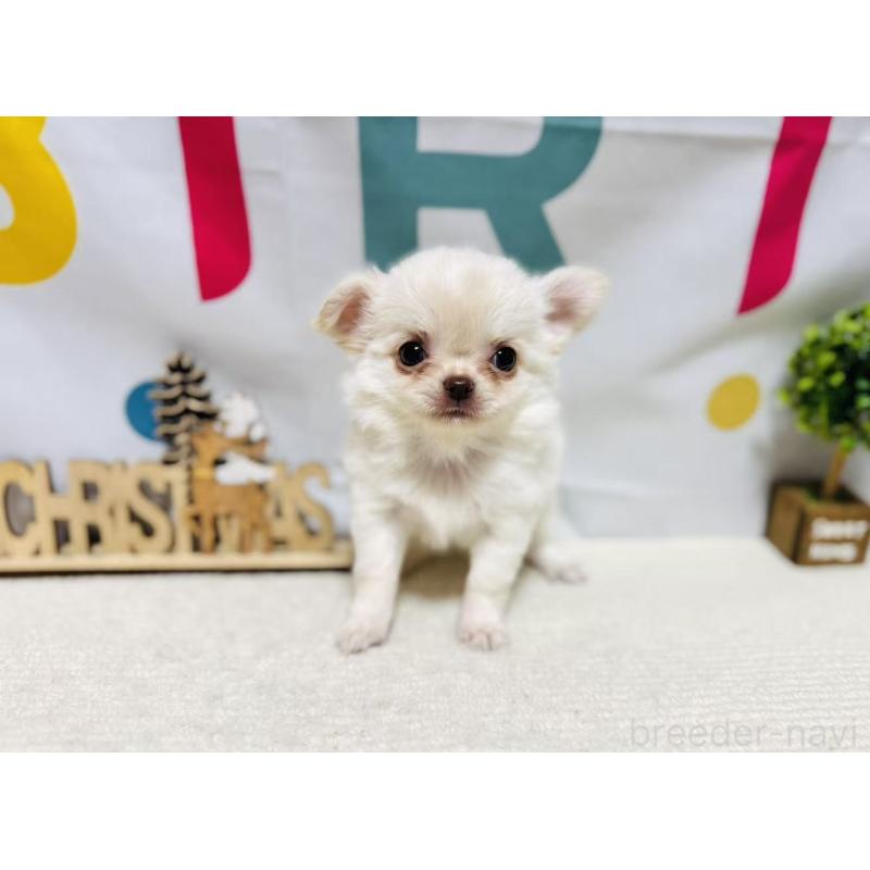 販売中の岐阜県のチワワ(ロングコート)-443935の4枚目