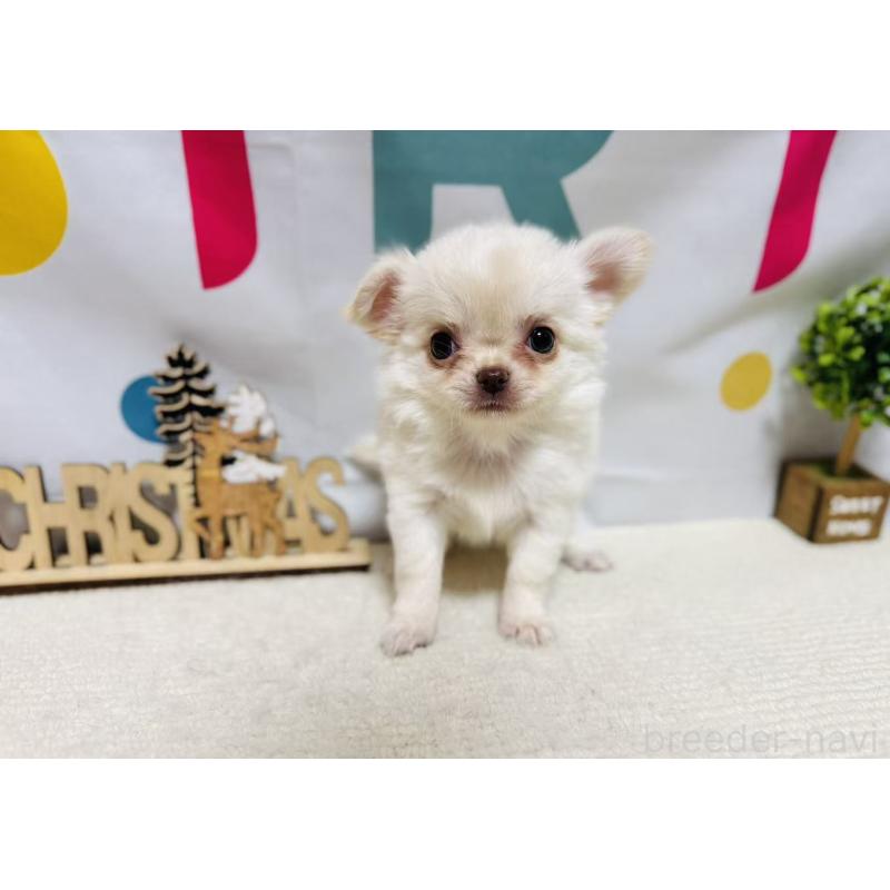 販売中の岐阜県のチワワ(ロングコート)-443935の3枚目