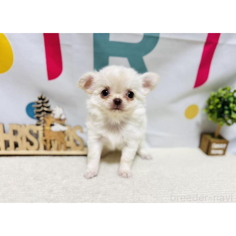 販売中の岐阜県のチワワ(ロングコート)-443935の2枚目