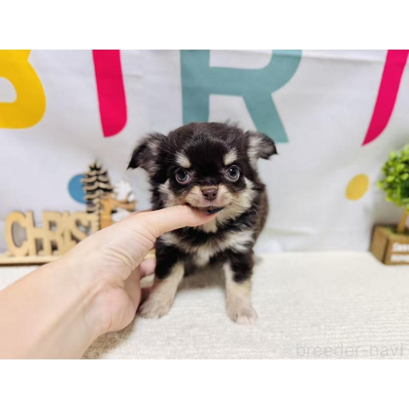 販売中の岐阜県のチワワ(ロングコート)-443938の8枚目