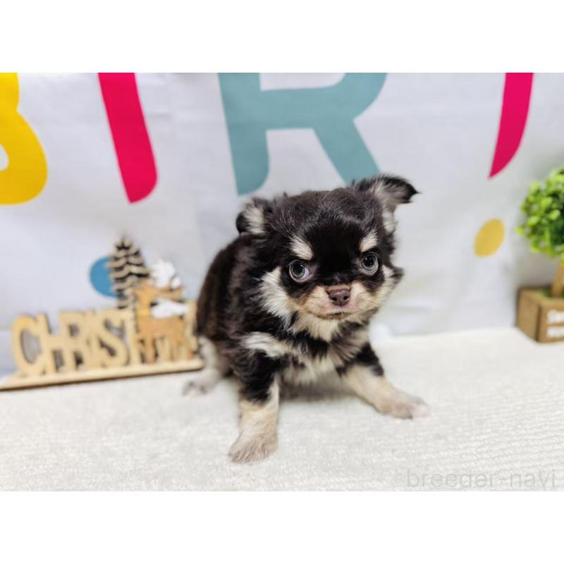 販売中の岐阜県のチワワ(ロングコート)-443938の7枚目