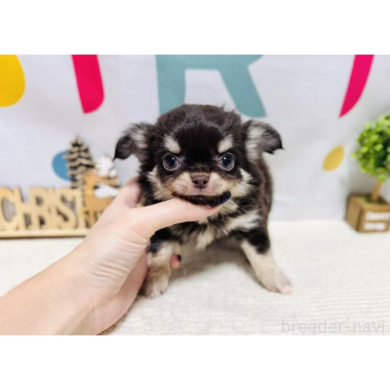 販売中の岐阜県のチワワ(ロングコート)-443938の6枚目