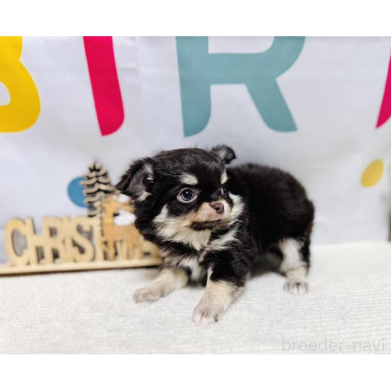 販売中の岐阜県のチワワ(ロングコート)-443938の5枚目