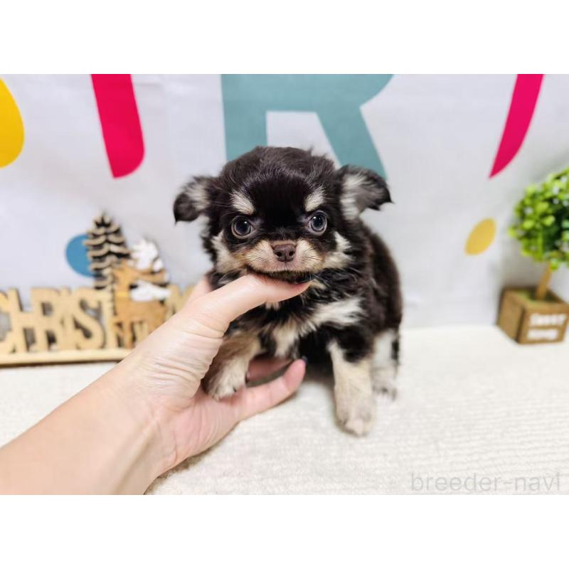 販売中の岐阜県のチワワ(ロングコート)-443938の4枚目