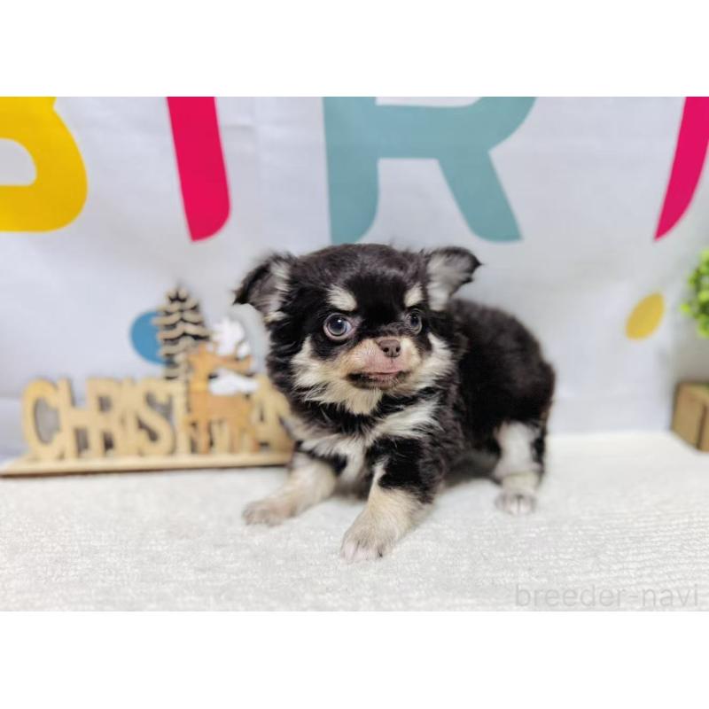 販売中の岐阜県のチワワ(ロングコート)-443938の2枚目