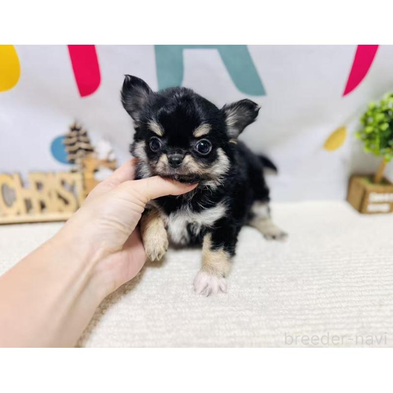 販売中の岐阜県のチワワ(ロングコート)-443937の2枚目