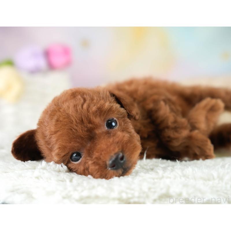 成約済の埼玉県のティーカッププードル-424385の12枚目