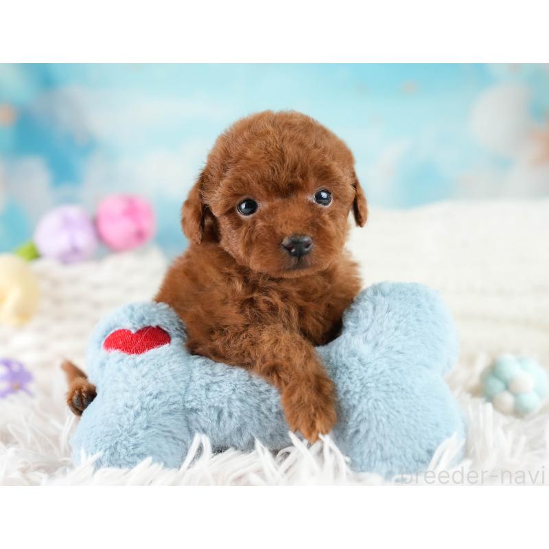 成約済の埼玉県のティーカッププードル-424385の11枚目