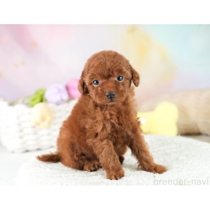 成約済の埼玉県のティーカッププードル-424385の10枚目