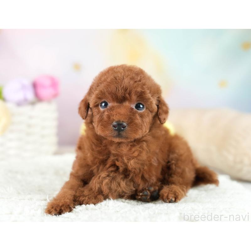 成約済の埼玉県のティーカッププードル-424385の9枚目