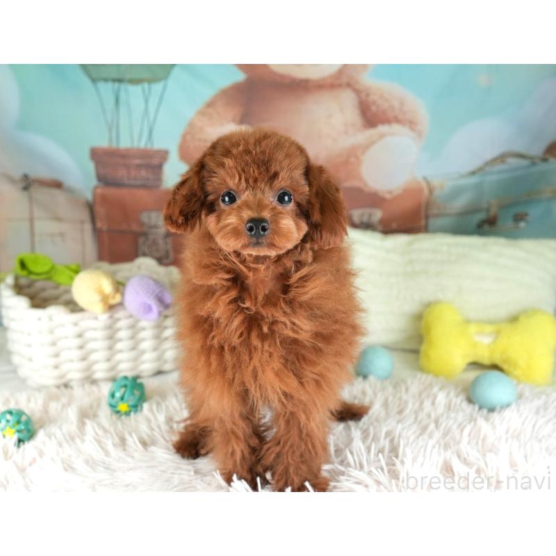 成約済の埼玉県のティーカッププードル-424385の8枚目