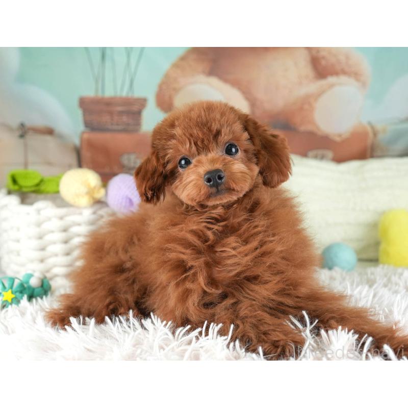 成約済の埼玉県のティーカッププードル-424385の7枚目