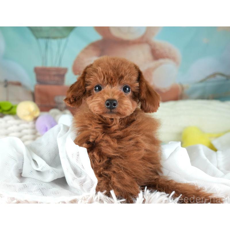 成約済の埼玉県のティーカッププードル-424385の6枚目