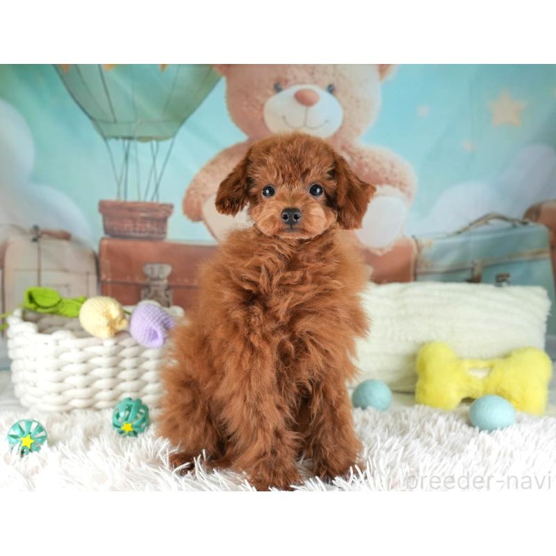 成約済の埼玉県のティーカッププードル-424385の5枚目