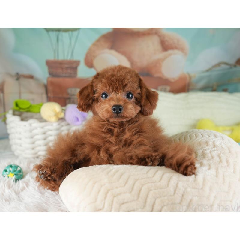 成約済の埼玉県のティーカッププードル-424385の4枚目