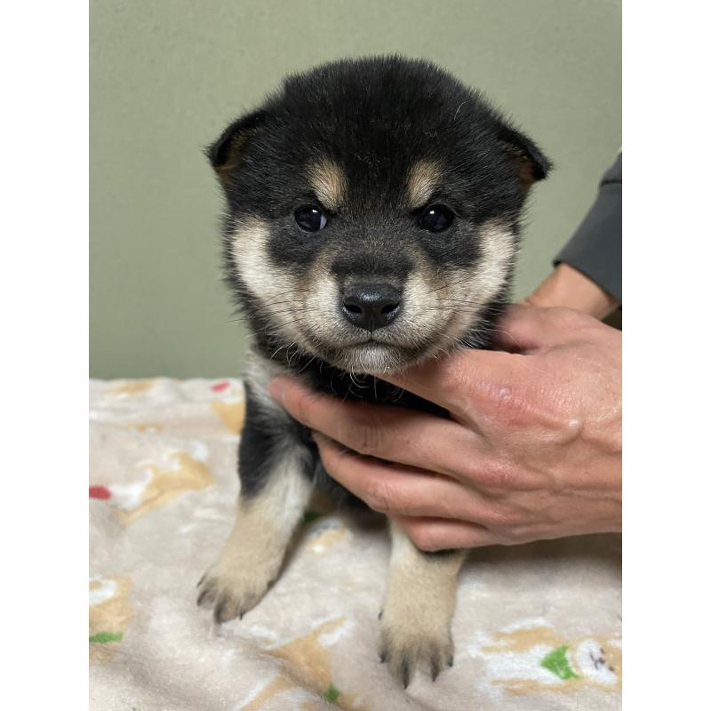 成約済の茨城県の柴犬-446371の3枚目