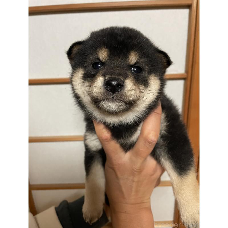 成約済の茨城県の柴犬-446371の2枚目