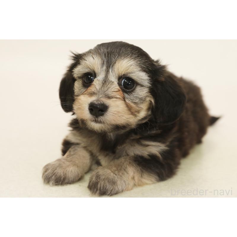 販売中の神奈川県のマルックス:マルチーズ×ミニチュアダックスフンド-444513