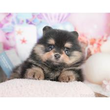 オンライン見学