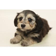 ♀︎マルックス:マルチーズ×ミニチュアダックスフンド