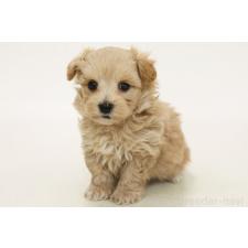 ♀︎マルプー:マルチーズ×トイプードル