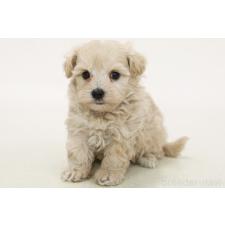 ♀︎マルプー:マルチーズ×トイプードル