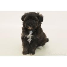 ♀︎ミックス犬